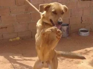 Cachorro raça SRD-ViraLata idade 2 a 6 meses nome Falar com Rute - Whats 21 97977-5715