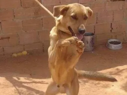 Cachorro raça SRD-ViraLata idade 2 a 6 meses nome Falar com Rute - Whats 21 97977-5715