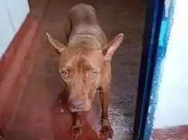 Cachorro raça SRD-ViraLata idade 2 a 6 meses nome  Falar com Helena - Whats 11 99318-8427