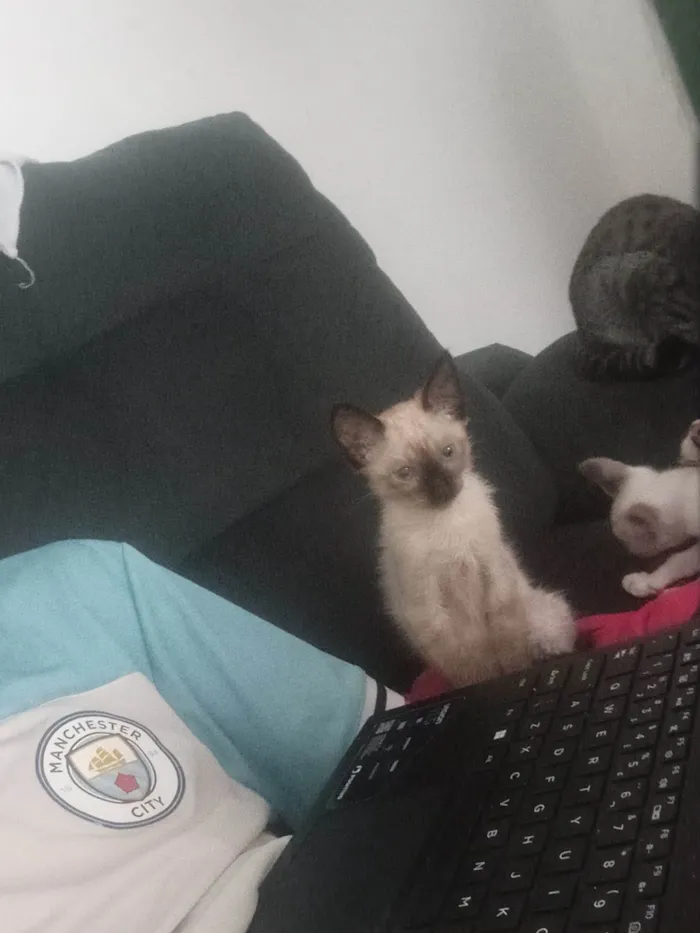 Gato ra a Siamês idade Abaixo de 2 meses nome Lua,faísca,e tem mais 