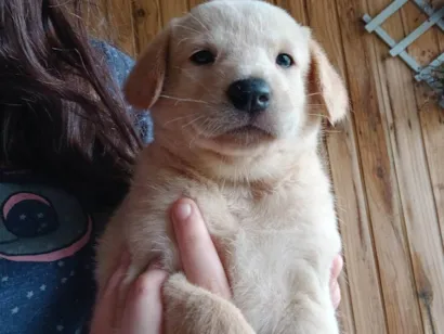 Cachorro raça SRD-ViraLata idade Abaixo de 2 meses nome Rex