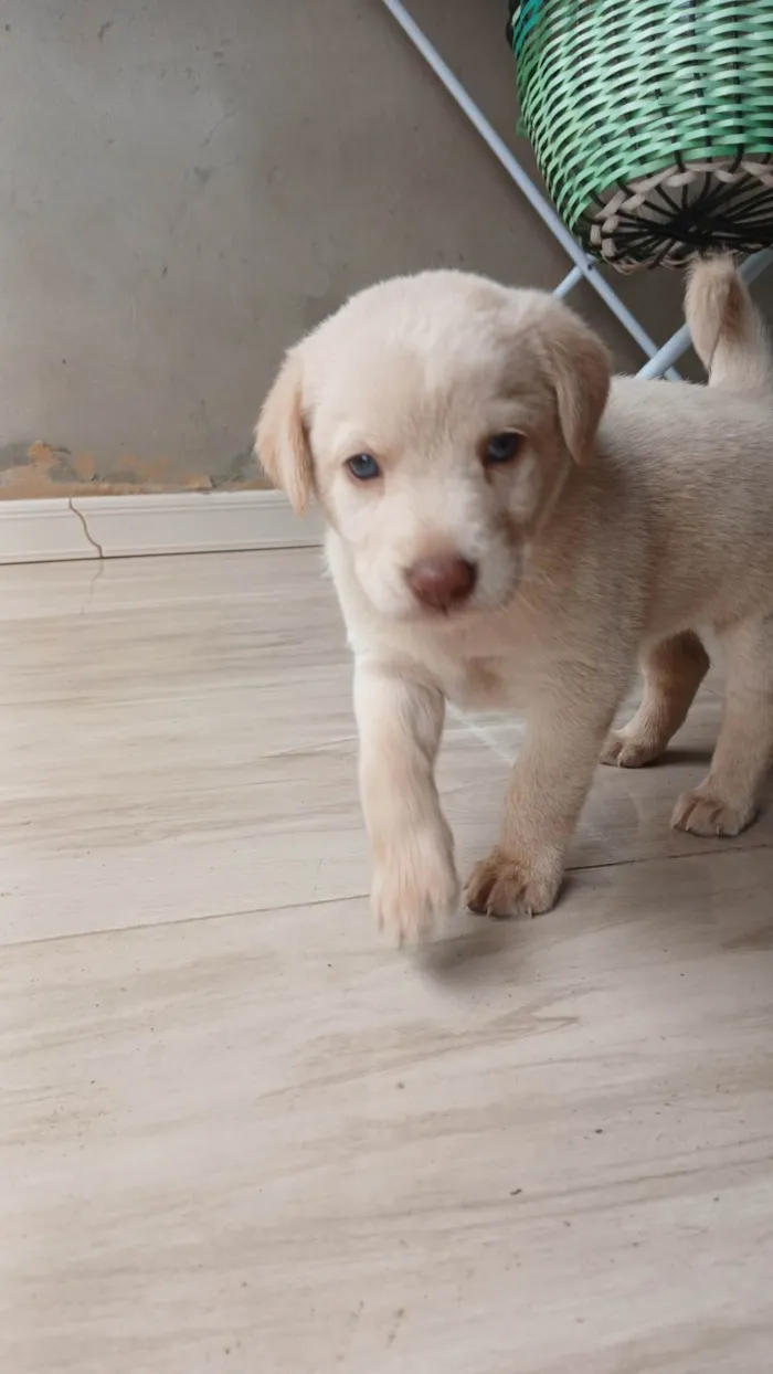 Cachorro ra a SRD-ViraLata idade Abaixo de 2 meses nome Luna