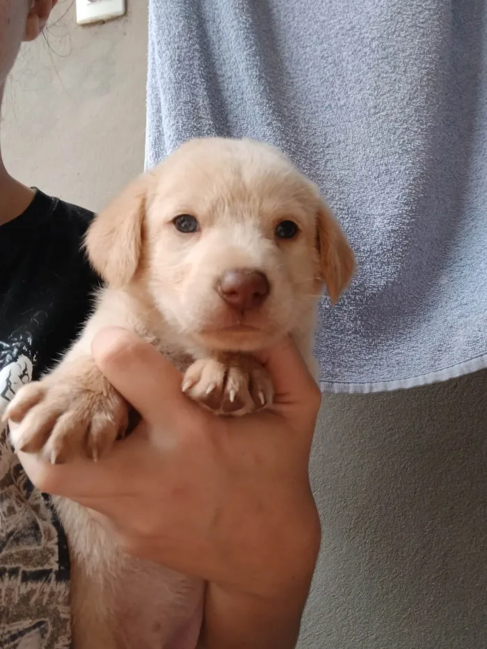 Cachorro ra a SRD-ViraLata idade Abaixo de 2 meses nome Luna