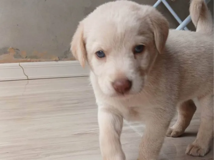 Cachorro ra a SRD-ViraLata idade Abaixo de 2 meses nome Luna
