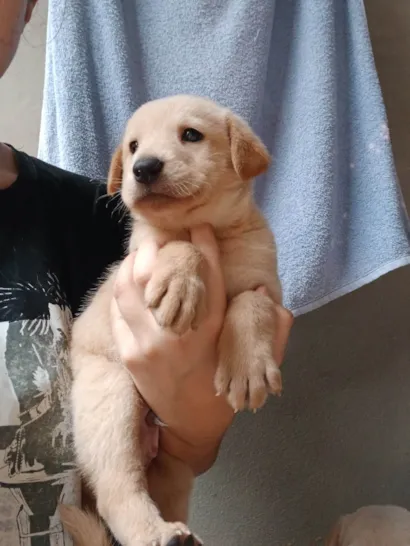 Cachorro raça SRD-ViraLata idade Abaixo de 2 meses nome Tico