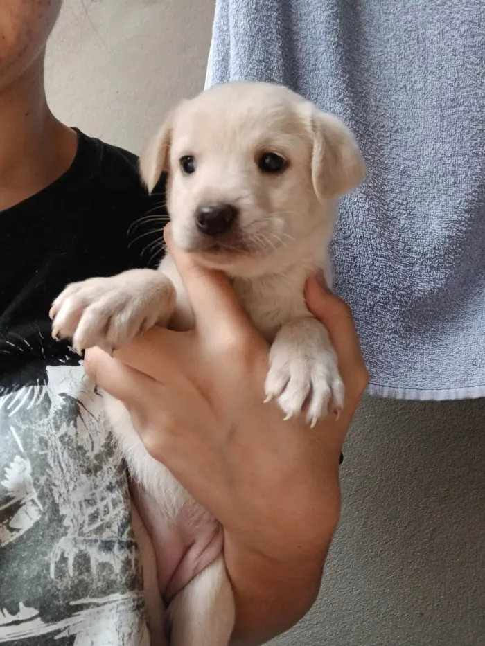 Cachorro ra a SRD-ViraLata idade Abaixo de 2 meses nome Mel