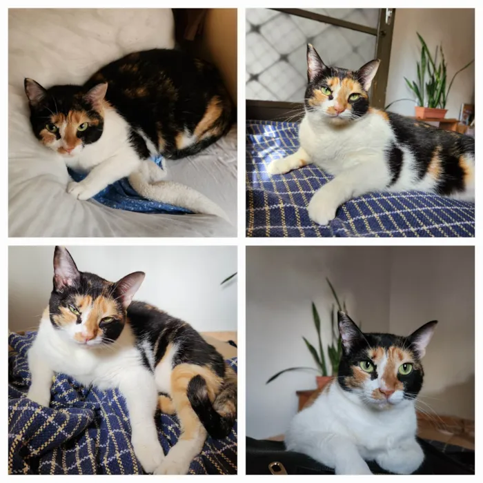 Gato ra a SRD-ViraLata idade 2 a 6 meses nome Mia