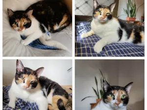 Gato raça SRD-ViraLata idade 2 a 6 meses nome Mia