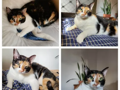 Gato raça SRD-ViraLata idade 2 a 6 meses nome Mia