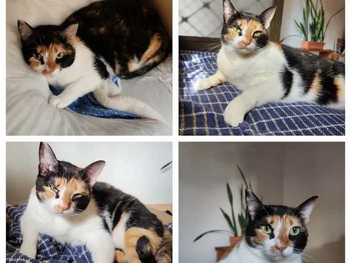 Gato ra a SRD-ViraLata idade 2 a 6 meses nome Mia