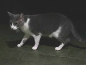 Gato raça SRD-ViraLata idade 2 a 6 meses nome Falar com Pamela - Whats 11 98173-9529