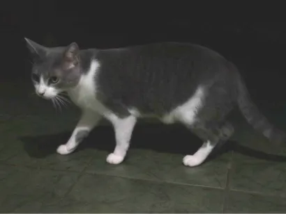 Gato raça SRD-ViraLata idade 2 a 6 meses nome Falar com Pamela - Whats 11 98173-9529