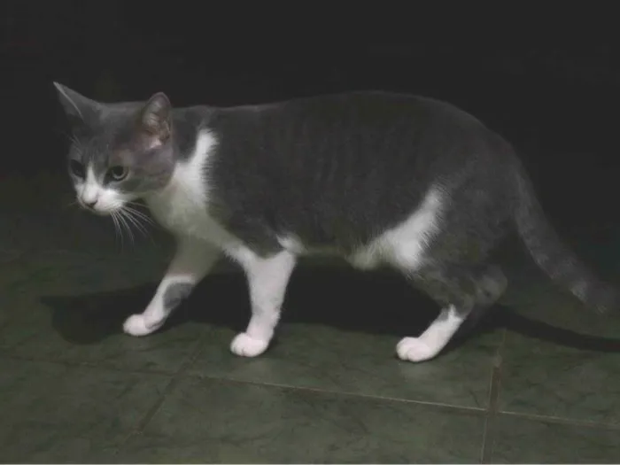 Gato raça SRD-ViraLata idade 2 a 6 meses nome Falar com Pamela - Whats 11 98173-9529