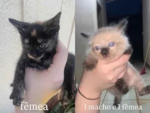 Gato raça SRD-ViraLata idade Abaixo de 2 meses nome Quinteto 