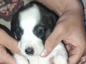 Cachorro raça SRD-ViraLata idade Abaixo de 2 meses nome TODDYNHO