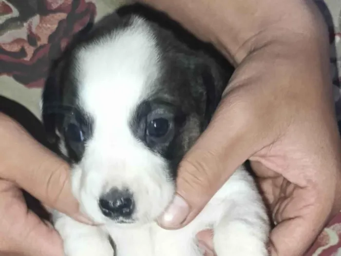 Cachorro ra a SRD-ViraLata idade Abaixo de 2 meses nome TODDYNHO