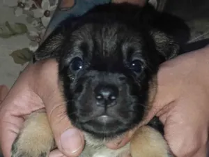 Cachorro raça SRD-ViraLata idade Abaixo de 2 meses nome Fuligem