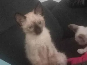 Gato raça Siamês idade Abaixo de 2 meses nome Lua,faísca,e tem mais 