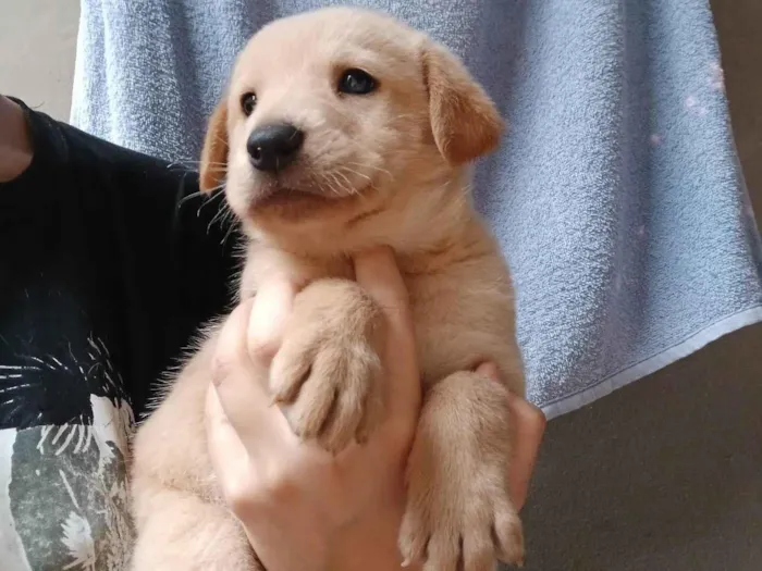 Cachorro ra a SRD-ViraLata idade Abaixo de 2 meses nome Tico