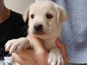 Cachorro raça SRD-ViraLata idade Abaixo de 2 meses nome Mel