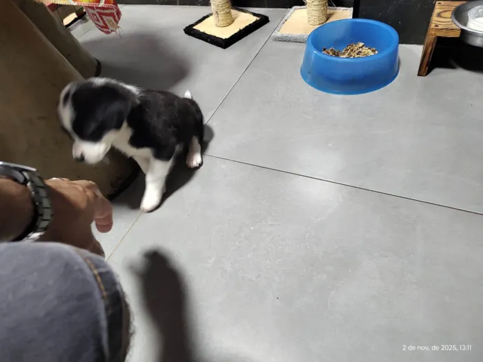 Cachorro ra a SRD-ViraLata idade Abaixo de 2 meses nome Mel