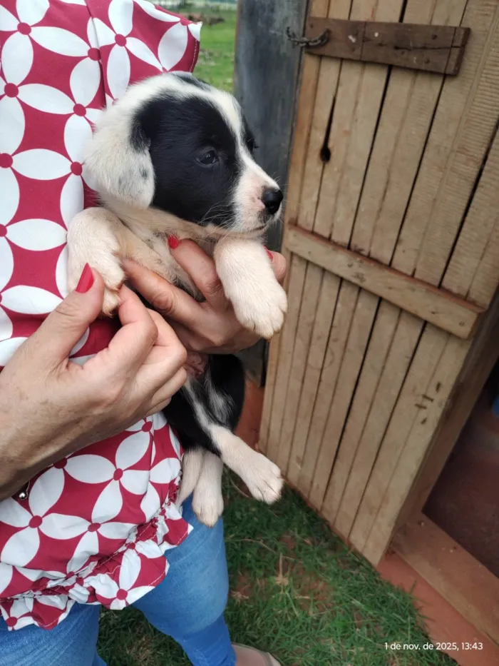 Cachorro ra a SRD-ViraLata idade Abaixo de 2 meses nome Mel