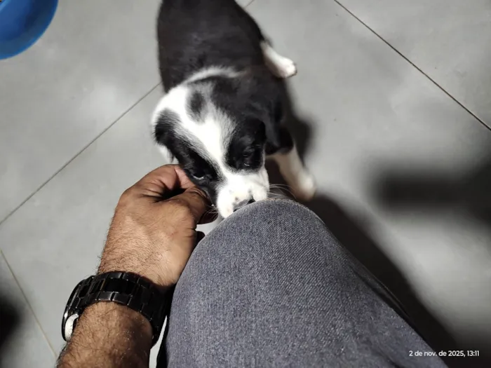 Cachorro ra a SRD-ViraLata idade Abaixo de 2 meses nome Mel