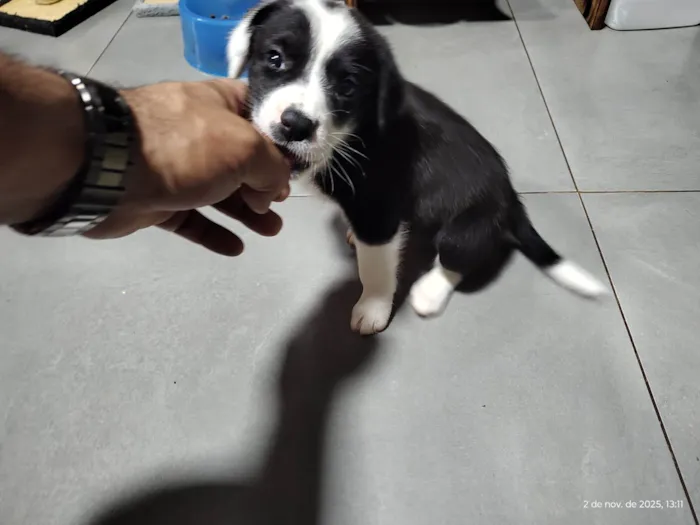 Cachorro ra a SRD-ViraLata idade Abaixo de 2 meses nome Mel