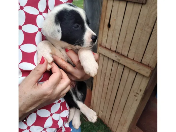 Cachorro ra a SRD-ViraLata idade Abaixo de 2 meses nome Mel