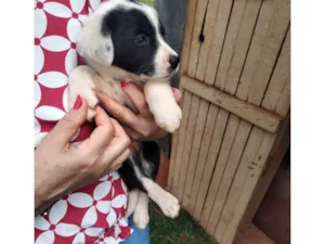 Cachorro raça SRD-ViraLata idade Abaixo de 2 meses nome Mel