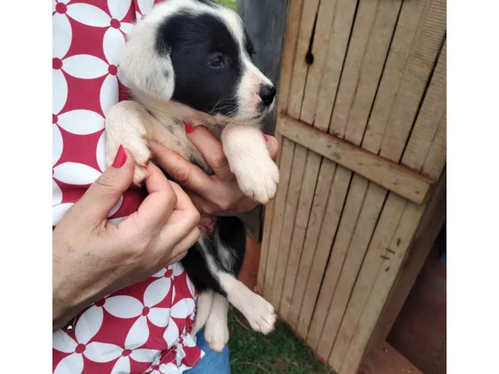 Cachorro ra a SRD-ViraLata idade Abaixo de 2 meses nome Mel