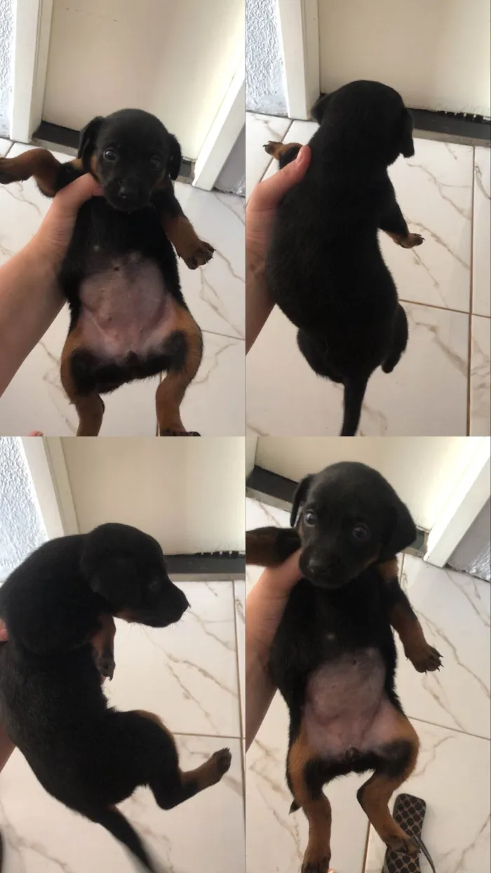 Cachorro ra a SRD-ViraLata idade Abaixo de 2 meses nome Meg 