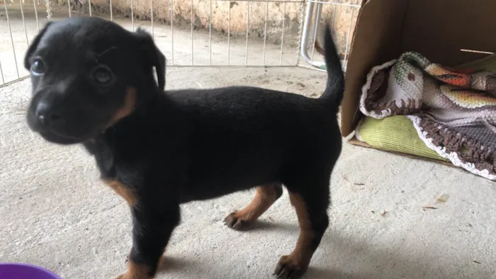 Cachorro ra a SRD-ViraLata idade Abaixo de 2 meses nome Meg 