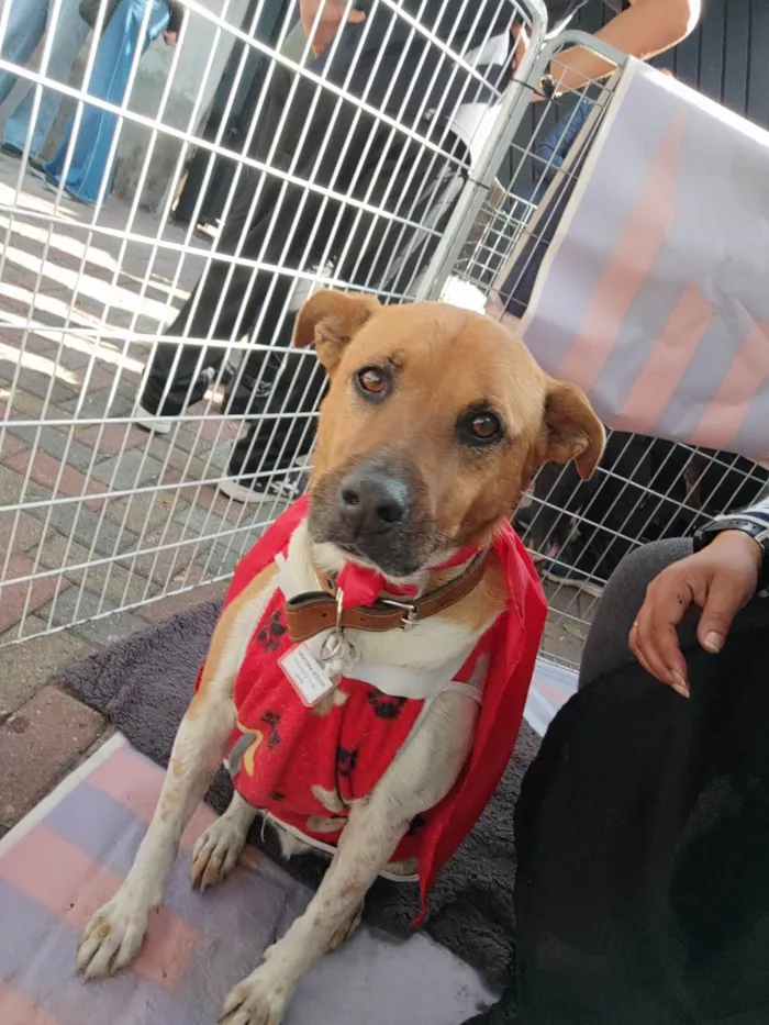 Cachorro ra a SRD-ViraLata idade 5 anos nome Thor 