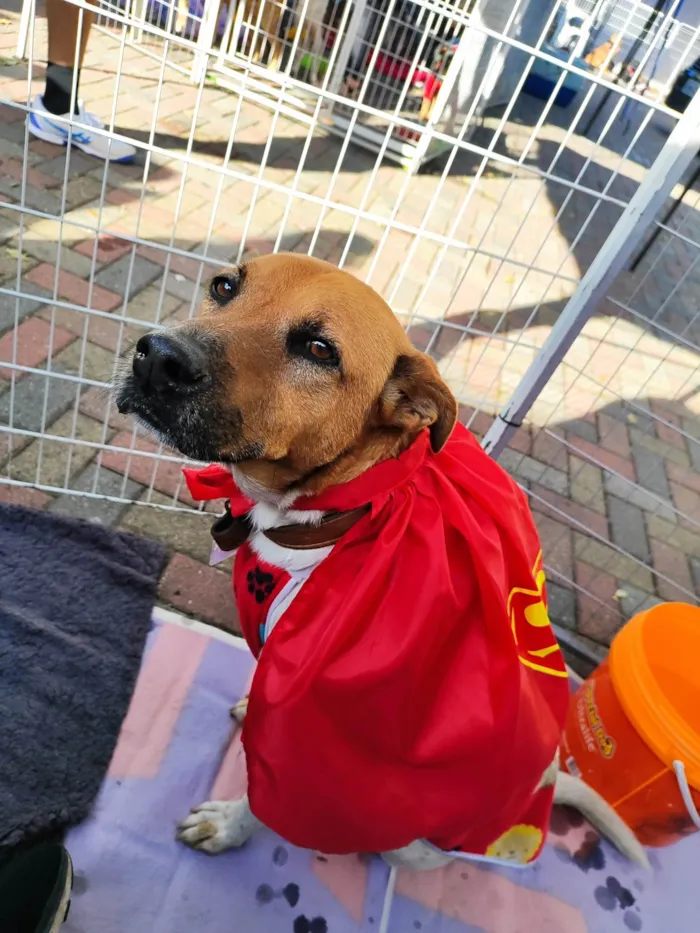 Cachorro ra a SRD-ViraLata idade 5 anos nome Thor 