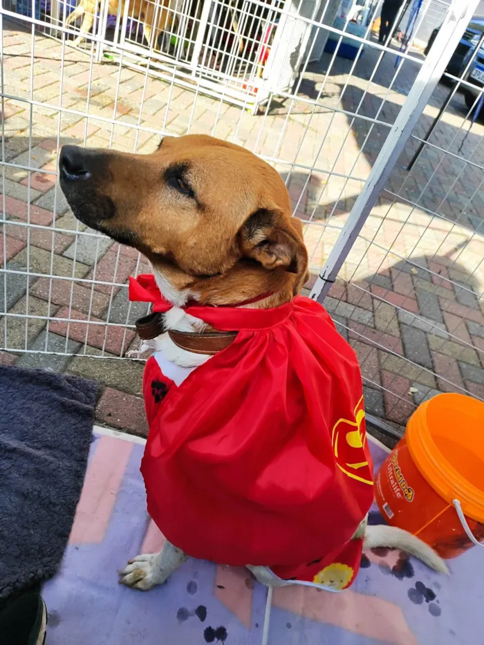 Cachorro ra a SRD-ViraLata idade 5 anos nome Thor 