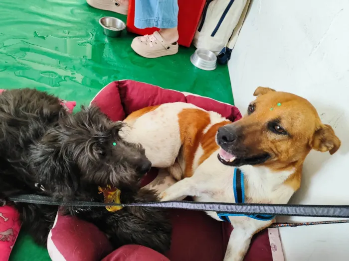 Cachorro ra a SRD-ViraLata idade 5 anos nome Thor 