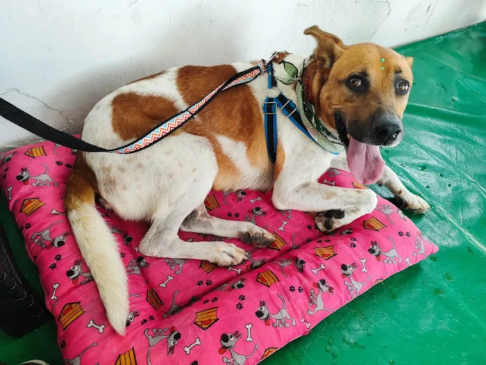 Cachorro ra a SRD-ViraLata idade 5 anos nome Thor 