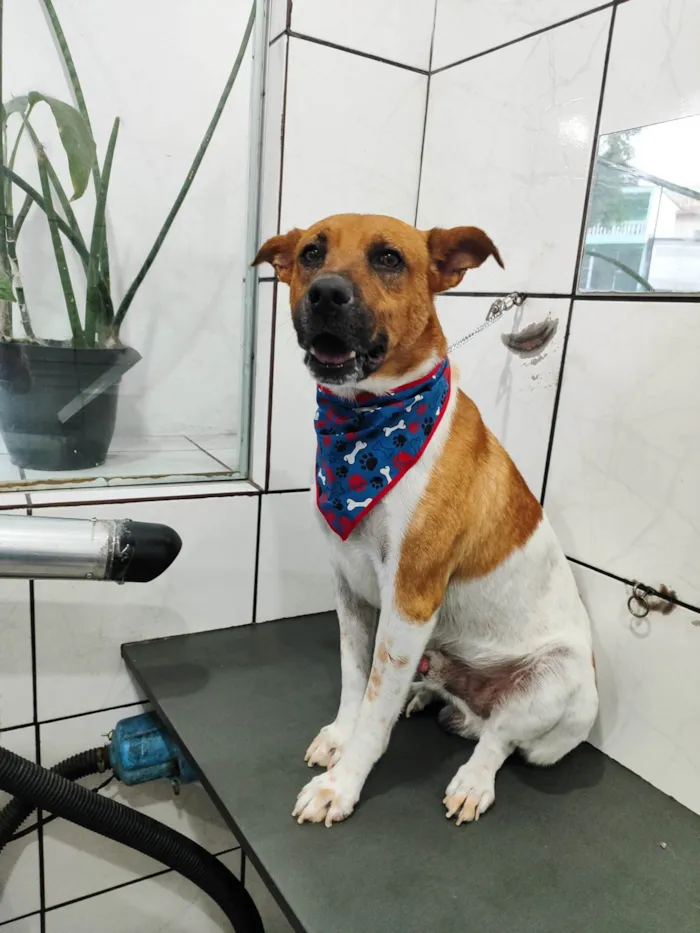 Cachorro ra a SRD-ViraLata idade 5 anos nome Thor 