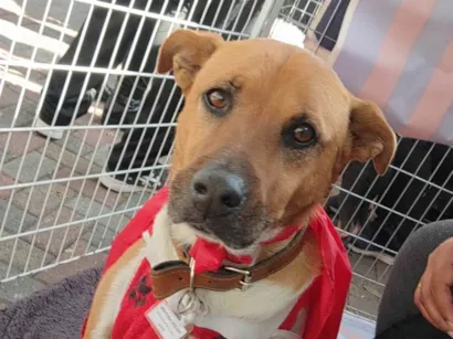 Cachorro raça SRD-ViraLata idade 5 anos nome Thor 