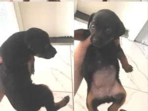 Cachorro raça SRD-ViraLata idade Abaixo de 2 meses nome Meg 