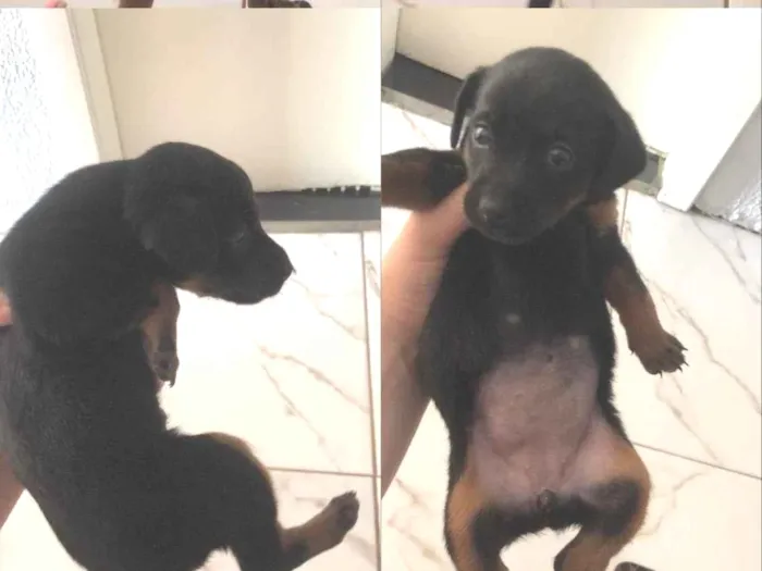 Cachorro ra a SRD-ViraLata idade Abaixo de 2 meses nome Meg 