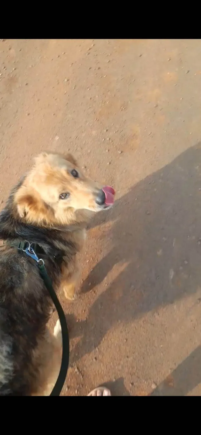 Cachorro ra a SRD-ViraLata idade 4 anos nome Rebeca Moreira Lacerda 