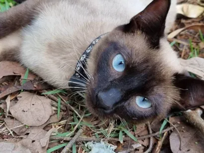 Gato raça SRD-ViraLata idade 7 a 11 meses nome Atum