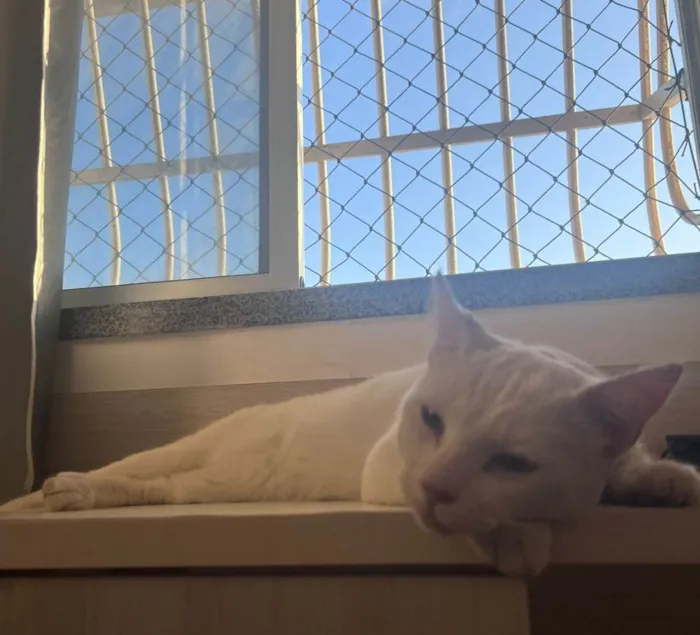 Gato ra a SRD-ViraLata idade 3 anos nome Branquinho 