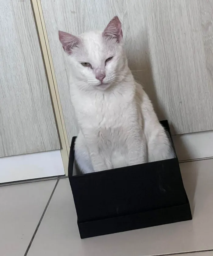 Gato ra a SRD-ViraLata idade 3 anos nome Branquinho 