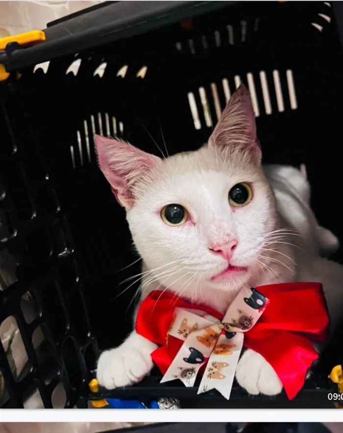 Gato ra a SRD-ViraLata idade 3 anos nome Branquinho 