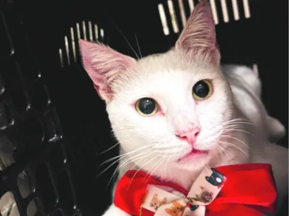 Gato raça SRD-ViraLata idade 3 anos nome Branquinho 