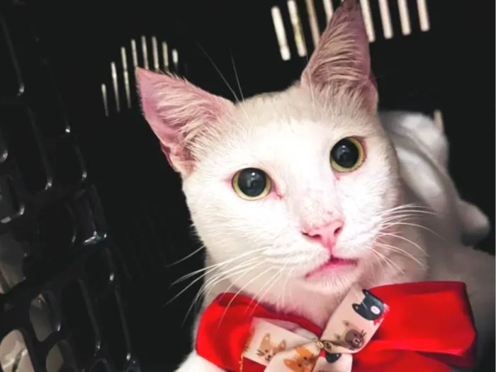 Gato ra a SRD-ViraLata idade 3 anos nome Branquinho 