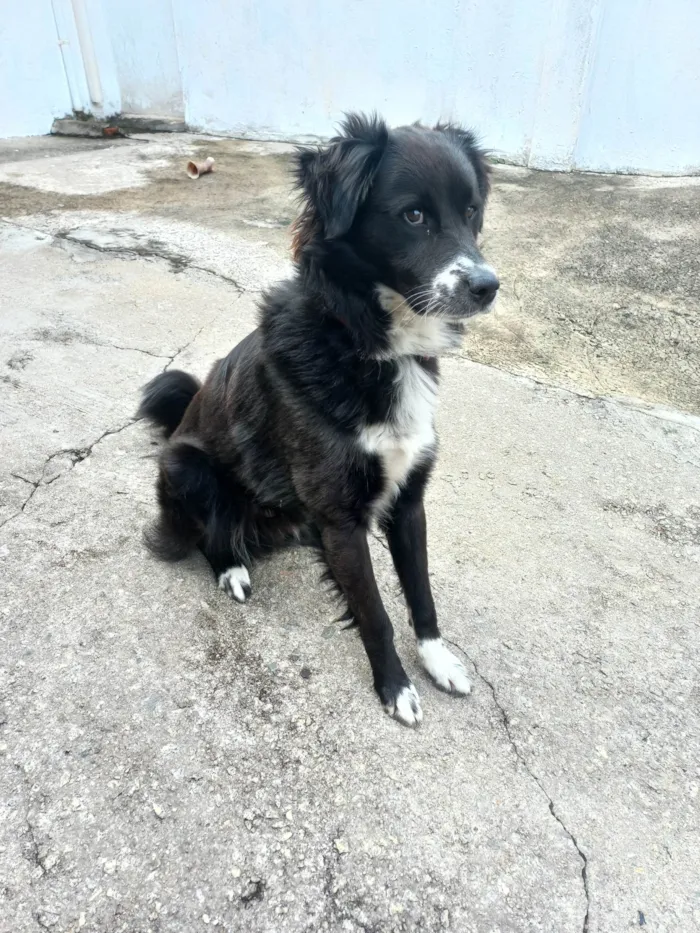 Cachorro ra a SRD-ViraLata idade 1 ano nome Skank